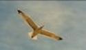 Formazione_Breda_19_in_volo_rovescio.jpg (27203 byte)